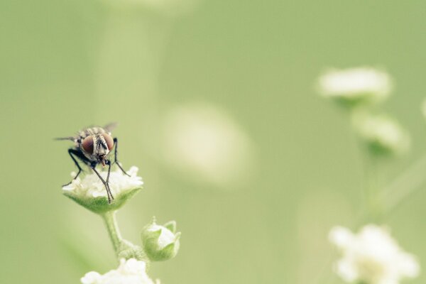 Économiseur d écran insecte Feuille