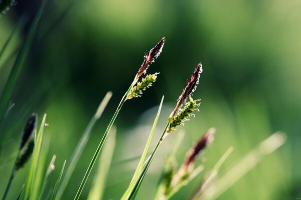 Fond flou. Nature. Macrophotographie