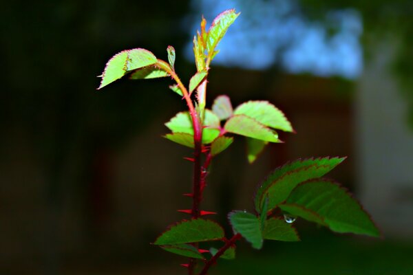 Foto einer Blume in der Sonne