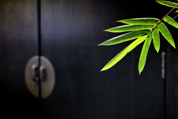 Green leaf on a dark background