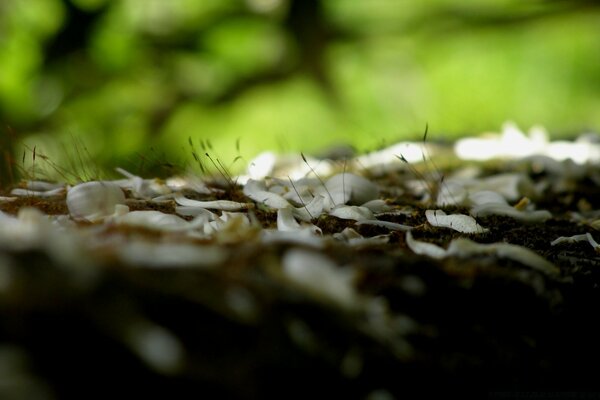 Macro fotografia natura insetto