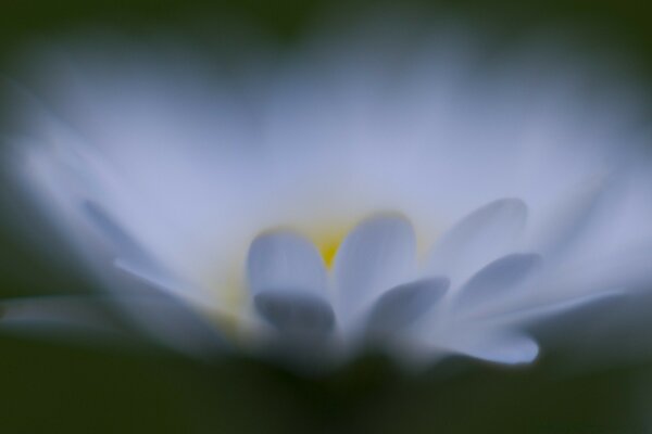 Foto einer weißen Blume mit gelben Blütenblättern