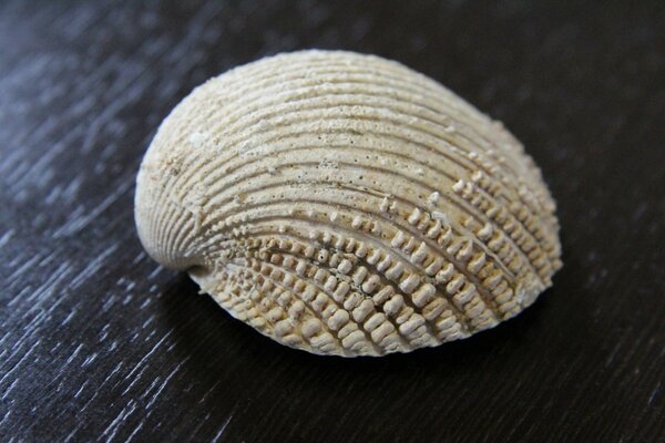 Coquillage sur la table macro