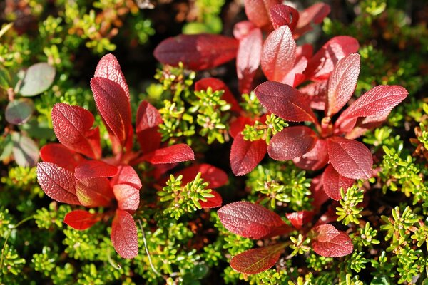 Macro photography of nature in close-up