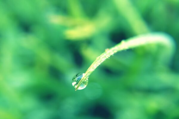 Goutte de rosée le matin sur l herbe