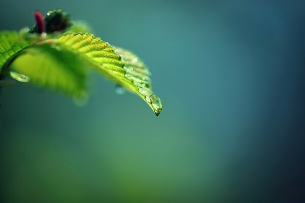 Desktop-Bildschirmschoner Natur Blatt