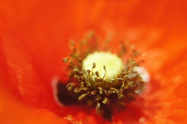 Makro Natur Poppy Blume