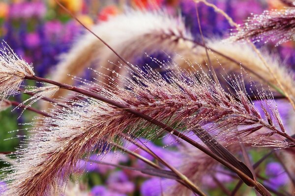 A beautiful spikelet on a purple background