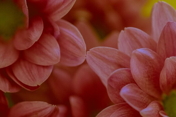 Foto von rosa Blüten mit Blütenblättern