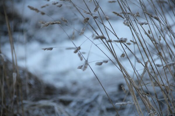 Desktop Screensaver Macro Photography