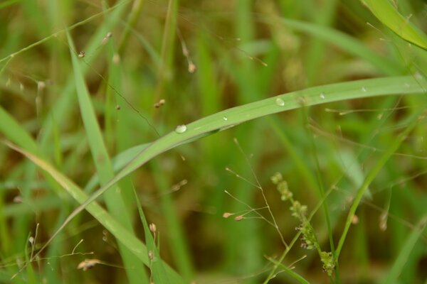 Paisaje brizna de hierba en macro fotografía en el campo