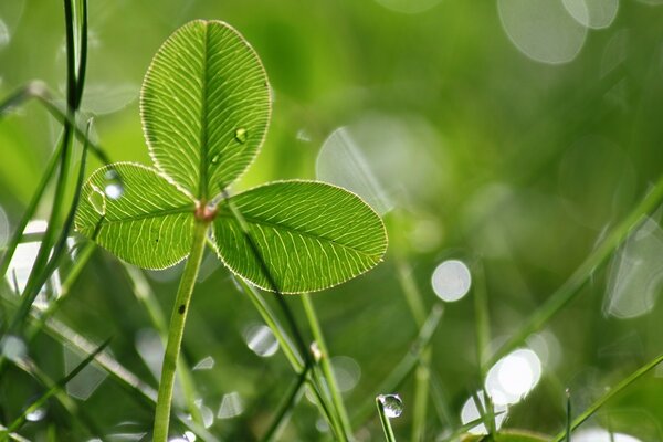 Green leaf with a drop of dew