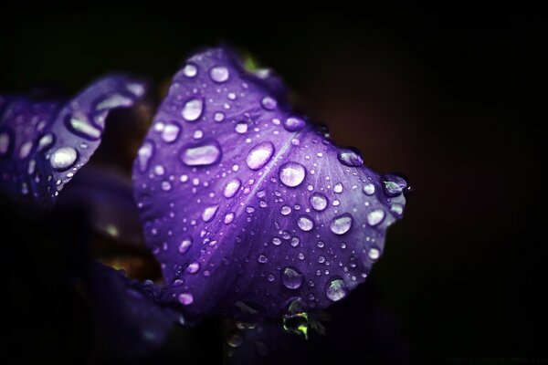 Macro shot nature fleur flore