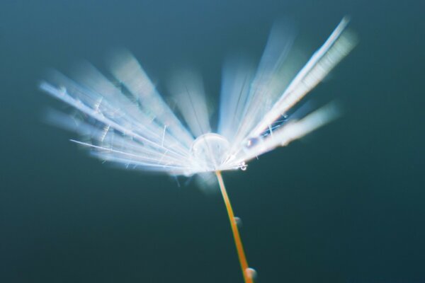 Dandelion umbrella on the sky background