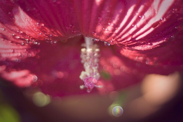 Makro Natur Blume abstrakt