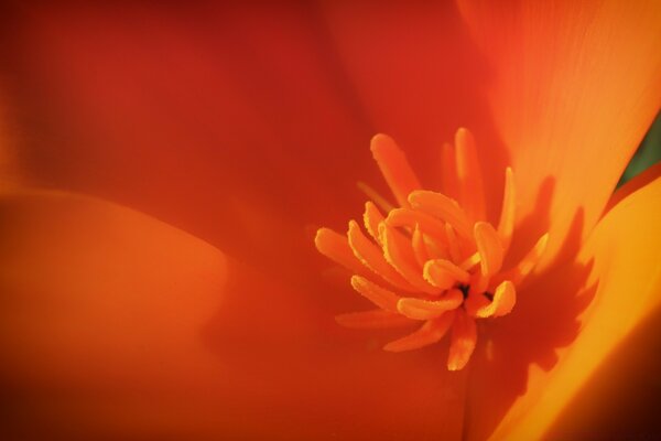 A beautiful orange flower bloomed