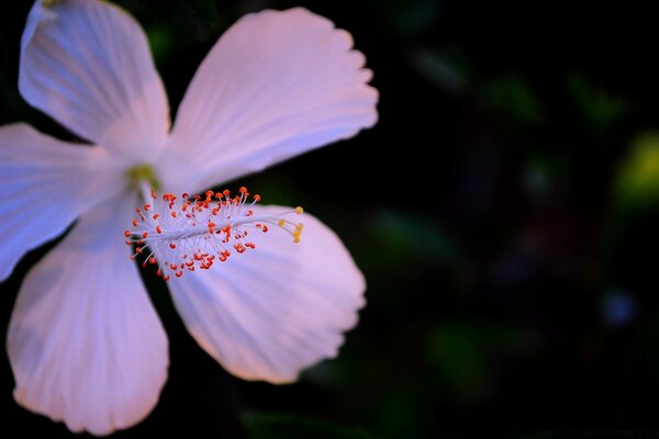 Macro photography of a flower outdoors