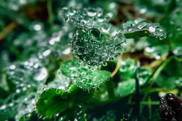 Gotas de agua en las hojas de las plantas