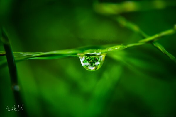 Gota de agua en la hierba macro