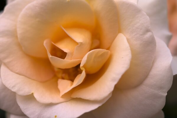 एक सुगंधित गुलाब की बर्फ-सफेद पंखुड़ियों