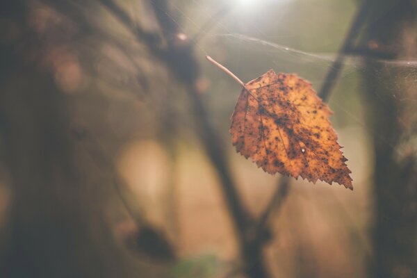 Macro photography of an autumn leaf caught in a web