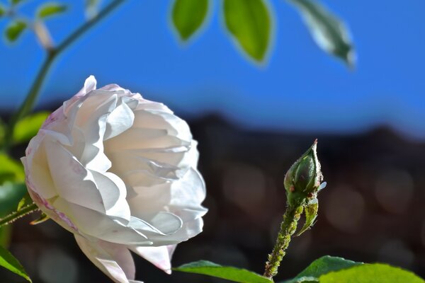 Makrofotografia arkusza koloru w naturze