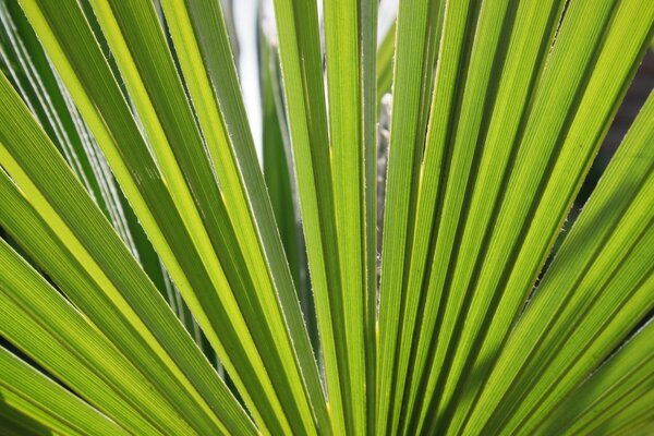 Économiseur D écran nature flore