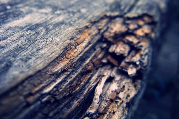 Macro photography a chip of a wooden board