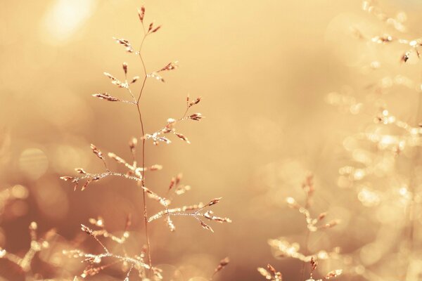 Frost-covered grass stalks in the forest