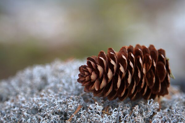 Spruce cone close-up