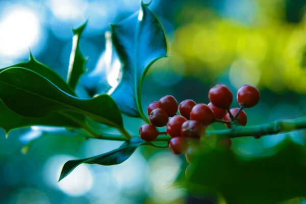 Rowan bunch macro with bluer