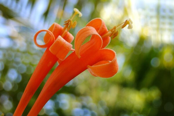 Makrosammlung einer Blume in der Natur im Garten