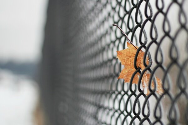 A maple leaf stuck in a grid