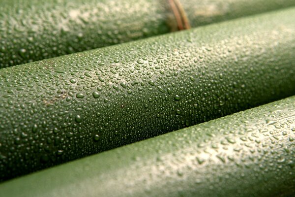 Bamboo in the morning dew large