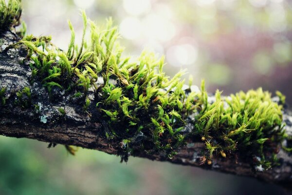 Macro de croissance des feuilles sur une branche