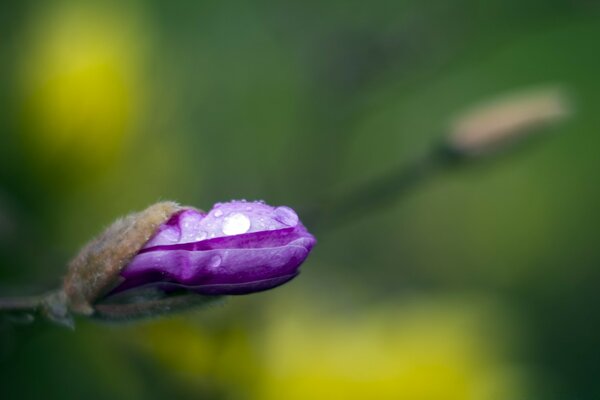 Flowering of a field plant macro