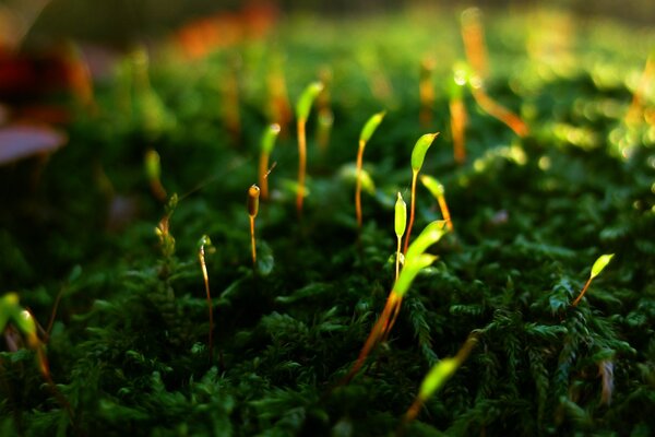 Macrofotografía. Naturaleza. Hierba. Hoja