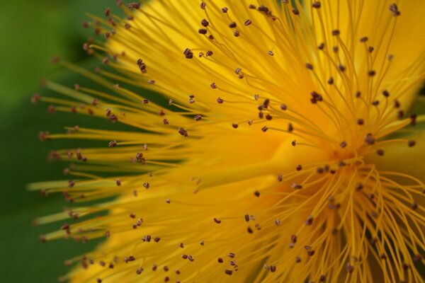 Macro photography. Nature. Flower close-up