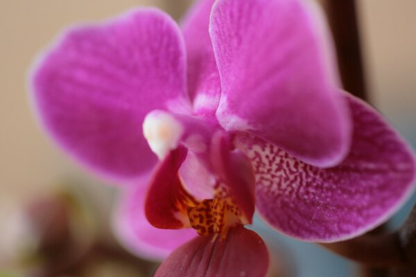 Flor de orquídea close-up