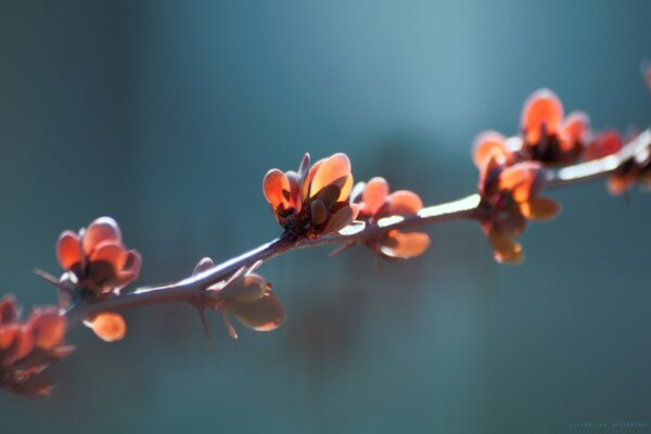 Close-up inverno natura fiore