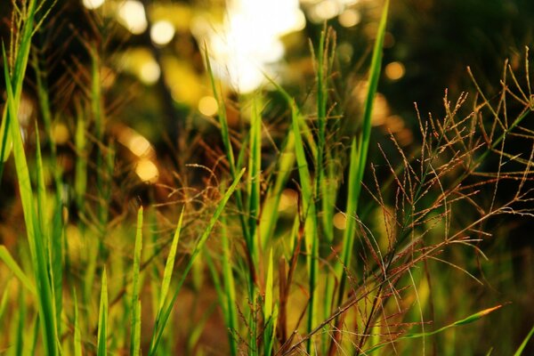 Macrophotographie. Herbe. Nature. Été