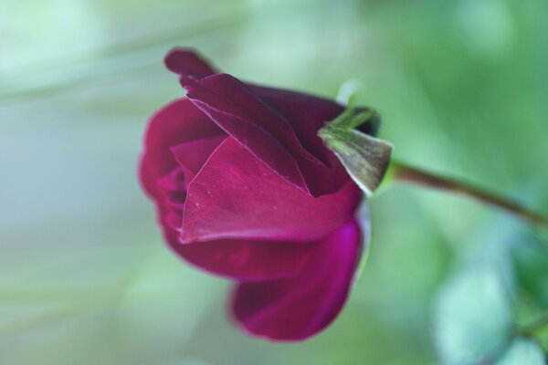 Rosa rosa close-up