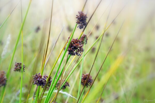 Herbe des champs sur la photo en gros plan