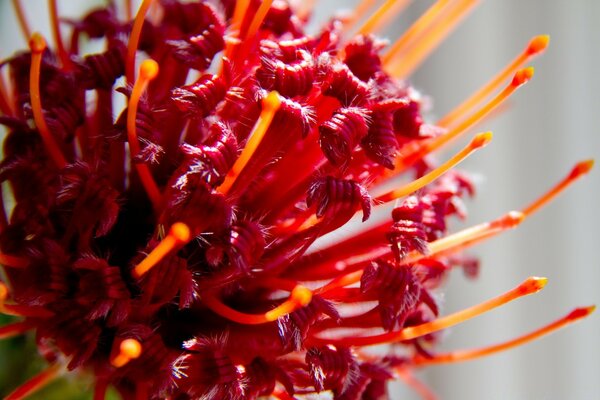 Red flower in macro photography is beautiful