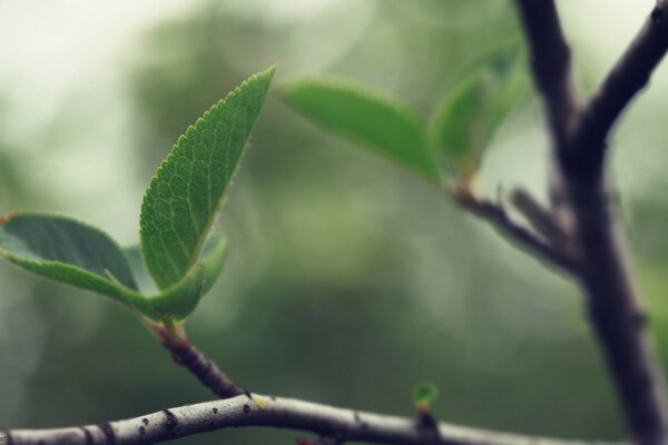 The first leaves, so nature comes to life