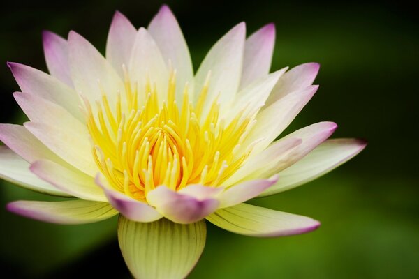 Fleur de Lotus avec des feuilles blanches et roses