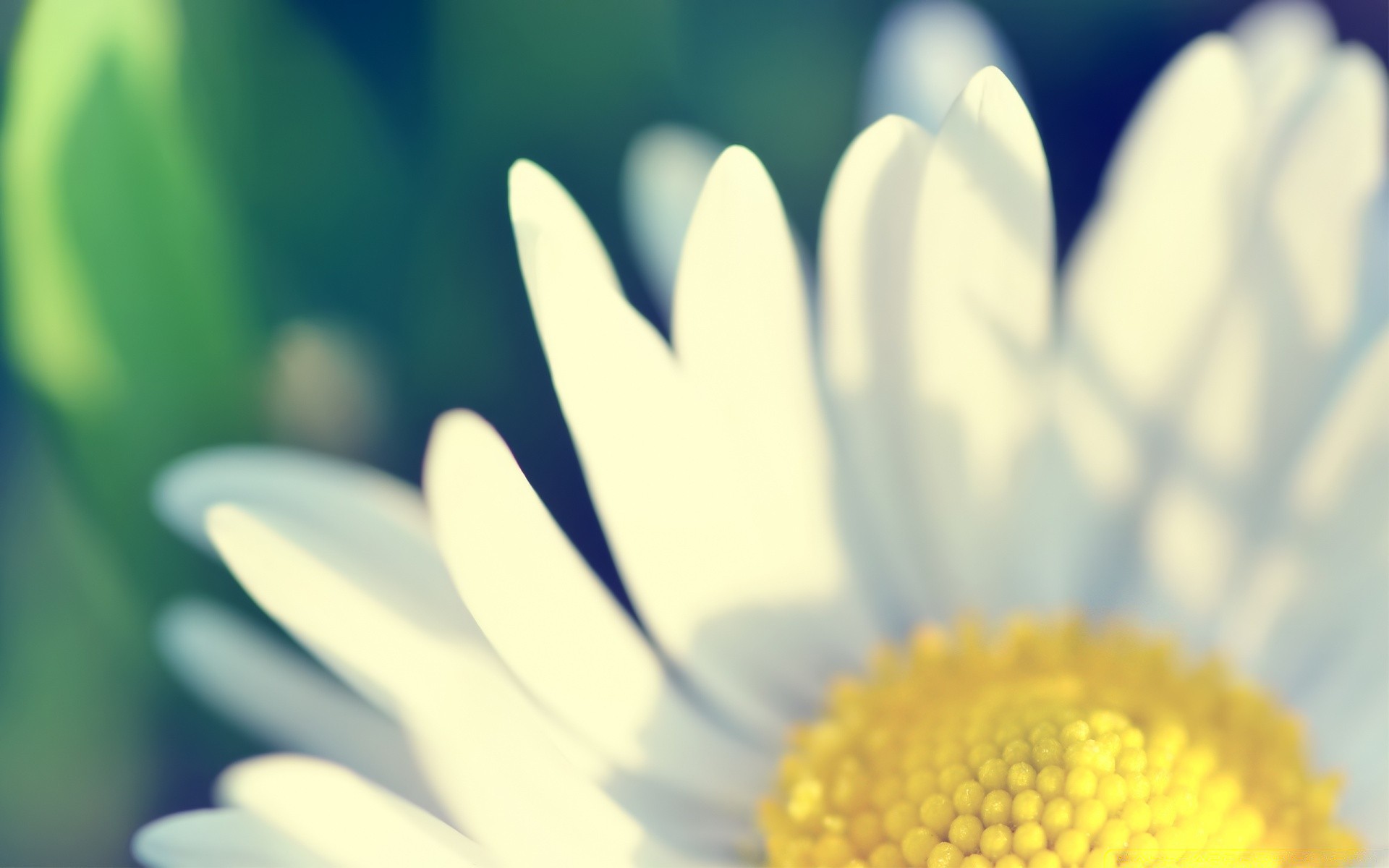 fleurs nature flore fleur été marguerites gros plan lumineux feuille couleur croissance jardin beau temps pétale