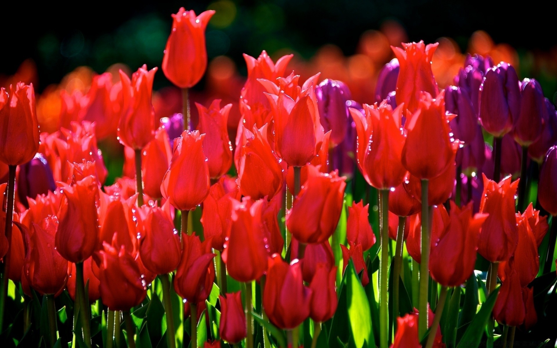 fiori tulipano fiore natura giardino flora foglia floreale petalo di pasqua crescita fiore di colore luminoso lampade all aperto parco estivo stagione