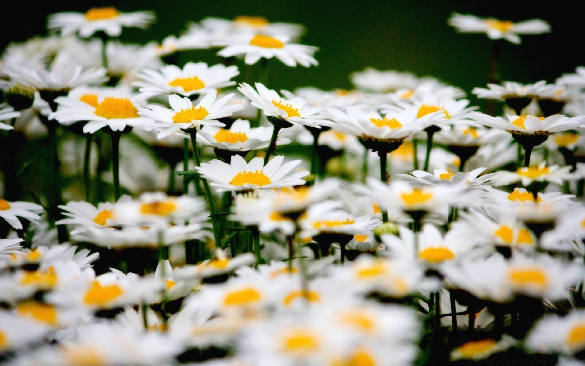 flores naturaleza flor verano margaritas flora jardín hoja buen tiempo brillante sol pétalo campo floración estación crecimiento hierba floral heno soleado