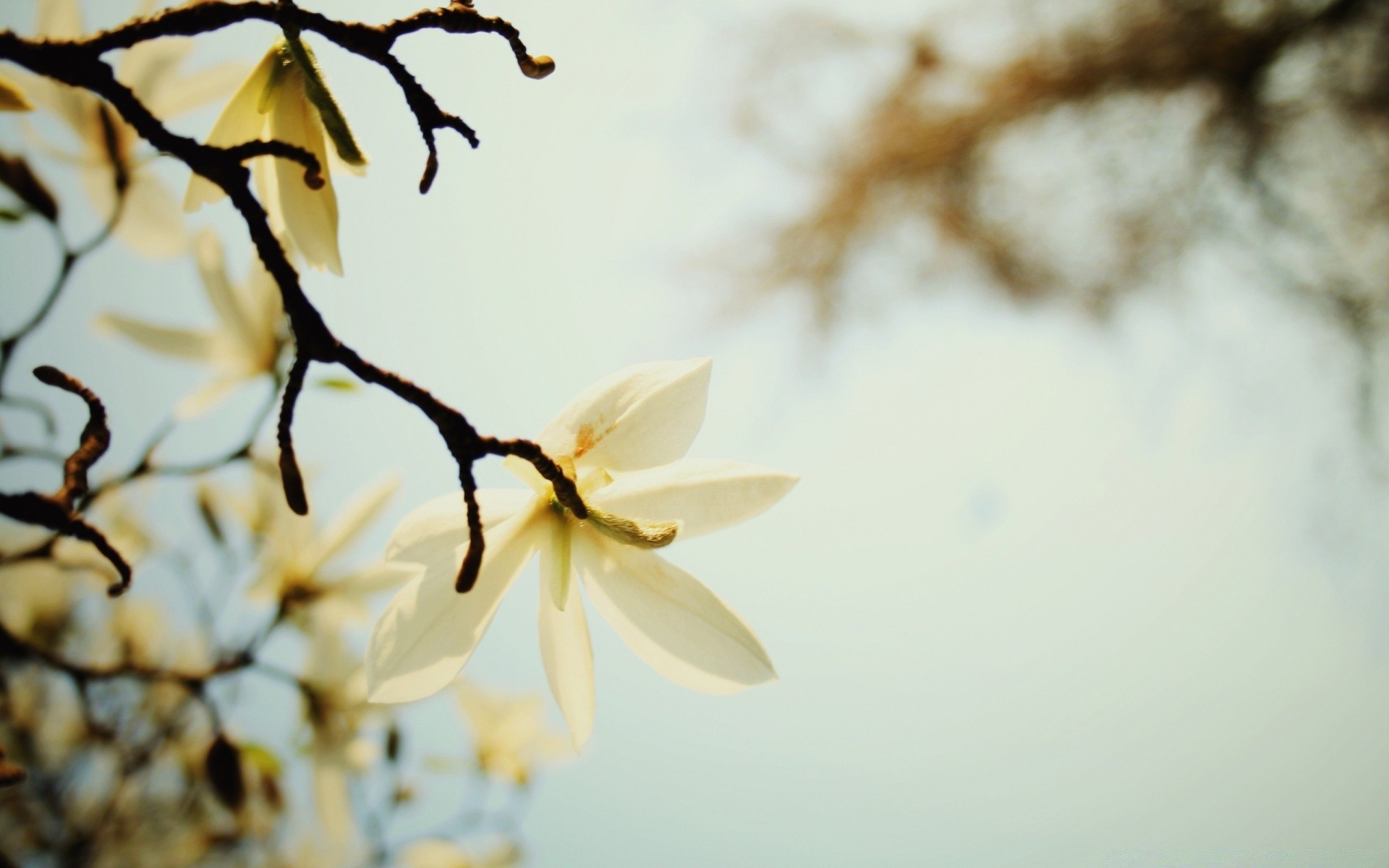 flowers flower nature blur tree leaf flora branch growth